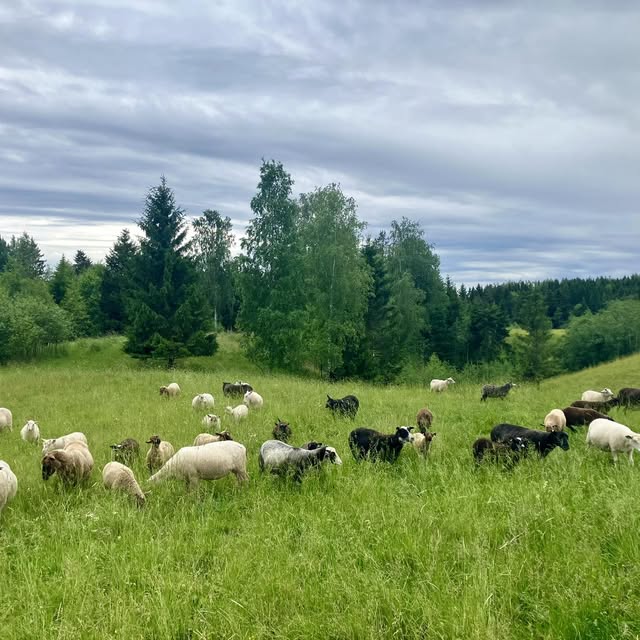 Kotilammen lampaita laitumella